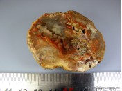 Окаменелое дерево (МС 317)