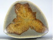 Глендонит (МЛ 02)